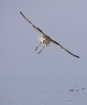 Western Sandpiper (Calidris mauri) photo image