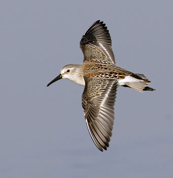 Western Sandpiper (Calidris mauri) photo image