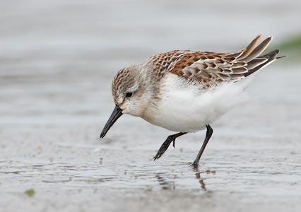 Western Sandpiper (Calidris mauri) photo image
