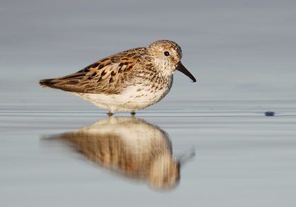 Western Sandpiper (Calidris mauri) photo image