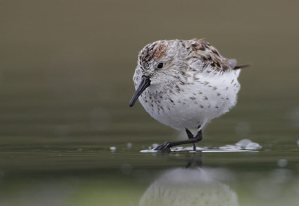 Western Sandpiper (Calidris mauri) photo image