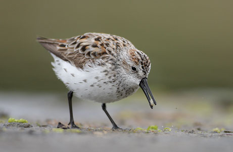 Western Sandpiper (Calidris mauri) photo