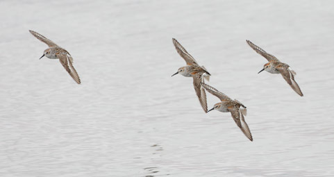 Western Sandpiper (Calidris mauri) photo image