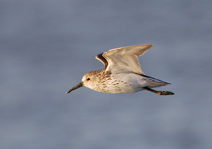 Western Sandpiper (Calidris mauri) photo image