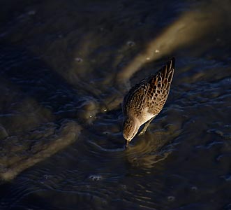 Western Sandpiper (Calidris mauri) photo image