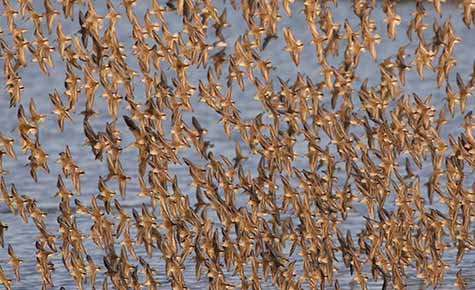 Western Sandpiper (Calidris mauri) photo
