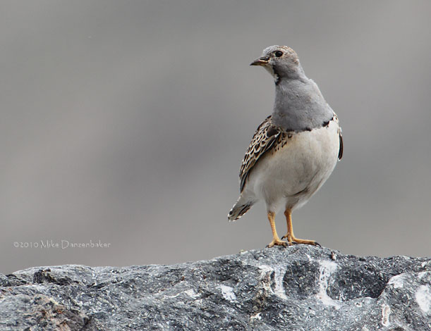 Grey-breasted Seedsnipe (Thinocorus orbignyianus) photo