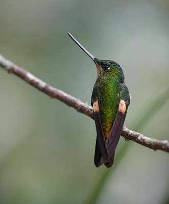 Buff-winged Starfrontlet (Coeligena lutetiae) photo image
