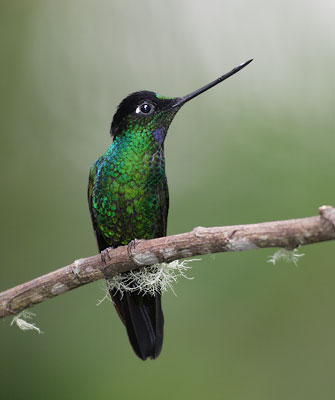 Buff-winged Starfrontlet (Coeligena lutetiae) photo image