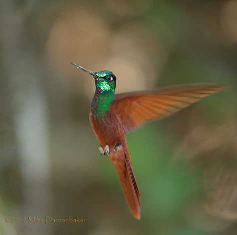 Rainbow Starfrontlet (Coeligena iris) photo