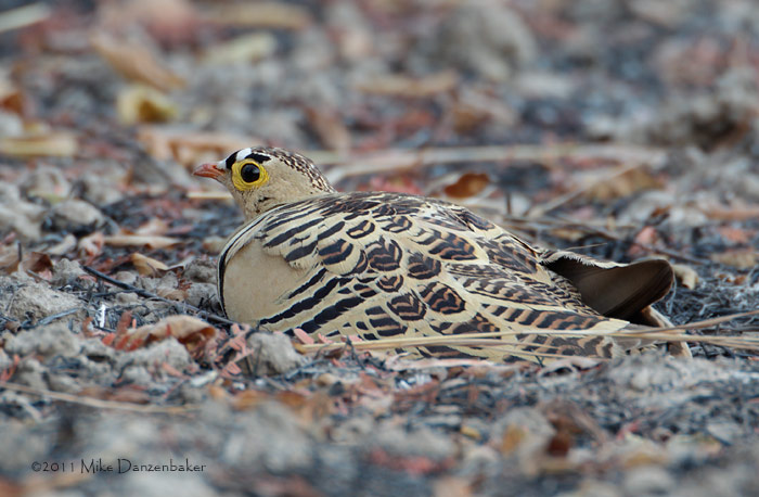 Four-banded Sandgrouse (Pterocles quadricinctus) photo