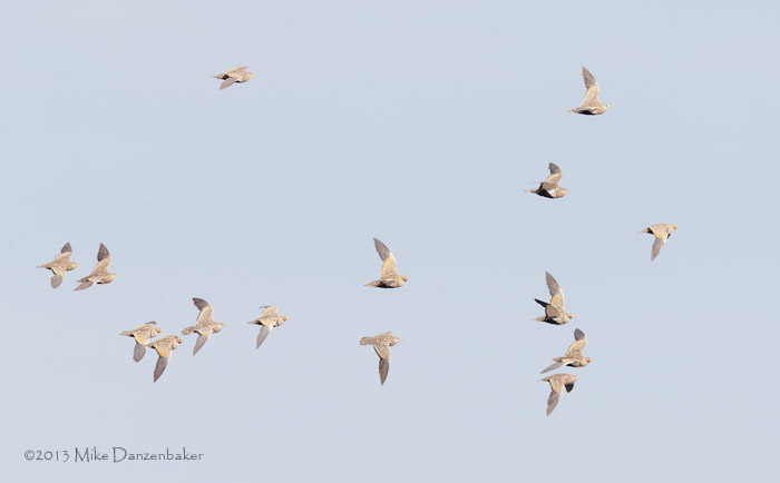Black-bellied Sandgrouse (Pterocles orientalis) photo image