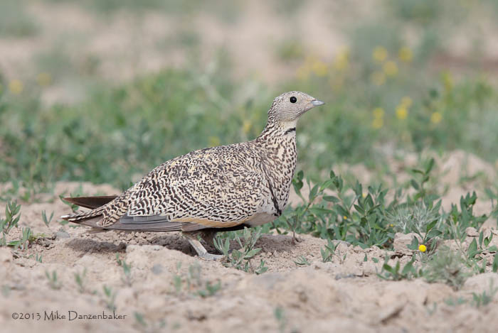 Black-bellied Sandgrouse (Pterocles orientalis) photo image