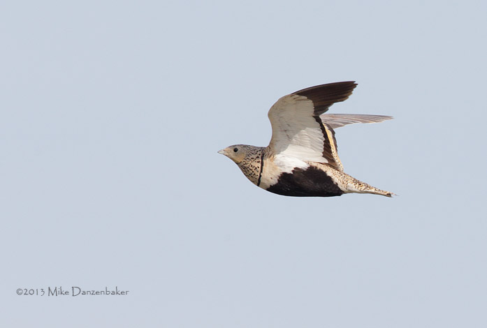 Black-bellied Sandgrouse (Pterocles orientalis) photo image