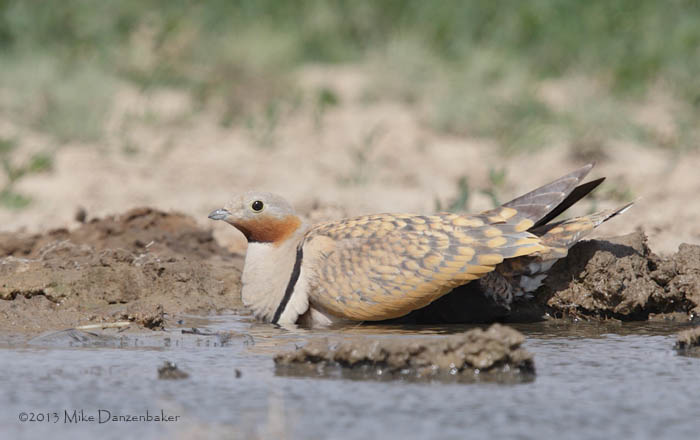 Black-bellied Sandgrouse (Pterocles orientalis) photo image