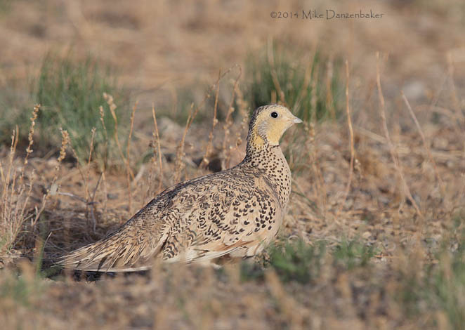 Pallas's Sandgrouse (Syrrhaptes paradoxus) photo image