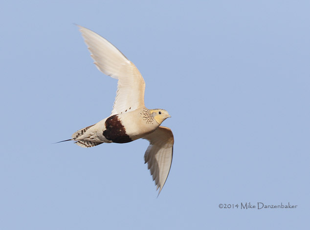 Pallas's Sandgrouse (Syrrhaptes paradoxus) photo
