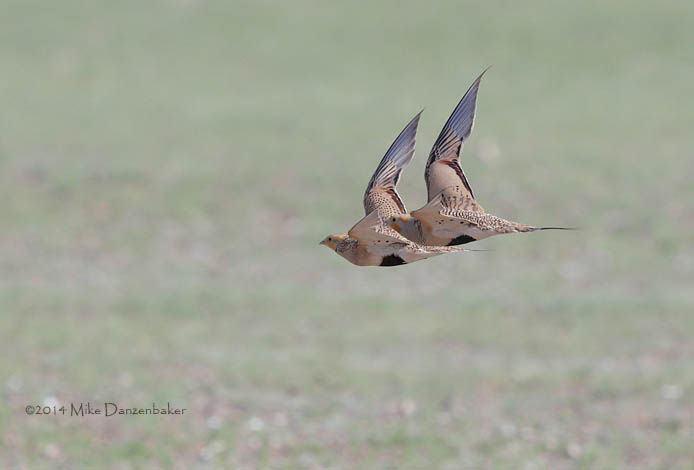 Pallas's Sandgrouse (Syrrhaptes paradoxus) photo