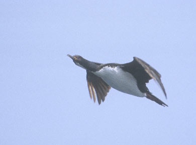 Auckland Shag (Leucocarbo colensoi) photo image