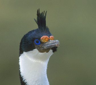 Imperial Shag (Leucocarbo atriceps) photo image