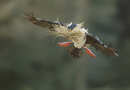 Imperial Shag (Leucocarbo atriceps) photo image
