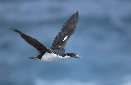 Imperial Shag (Leucocarbo atriceps) photo image