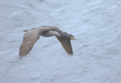 Pitt Shag (Phalacrocorax featherstoni) photo image