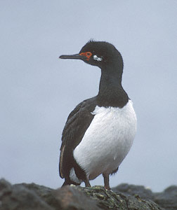 Rock Shag (Phalacrocorax magellanicus) photo image