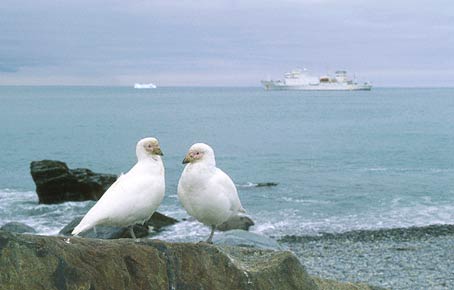 Snowy Sheathbill (Chionis albus) photo image