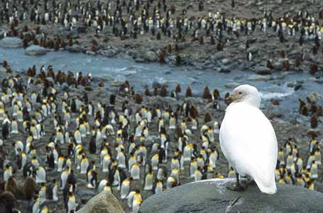 Snowy Sheathbill (Chionis albus) photo image