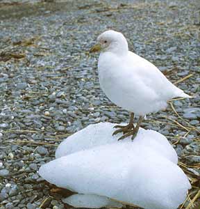 Snowy Sheathbill (Chionis albus) photo image