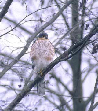 Eurasian Sparrowhawk (Accipiter nisus) photo image