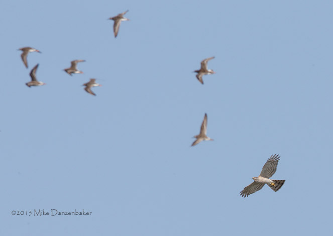 Eurasian Sparrowhawk (Accipiter nisus) photo image