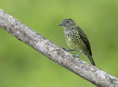 Sharpbill (Oxyruncus cristatus) photo image