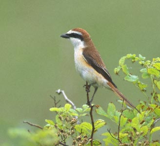Brown Shrike (Lanius cristatus) photo image