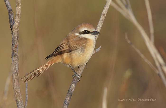 Brown Shrike (Lanius cristatus) photo image