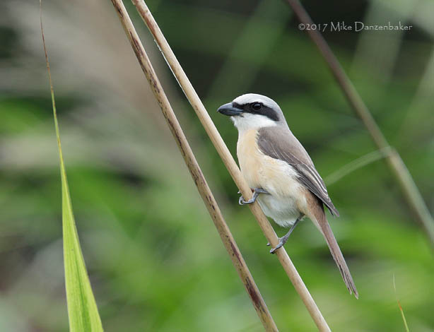 Brown Shrike (Lanius cristatus) photo image