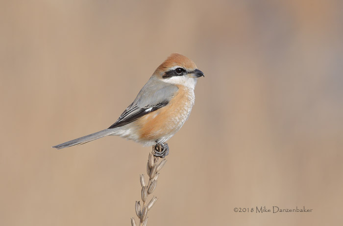 Bull-headed Shrike (Lanius bucephalus) photo image