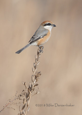 Bull-headed Shrike (Lanius bucephalus) photo image