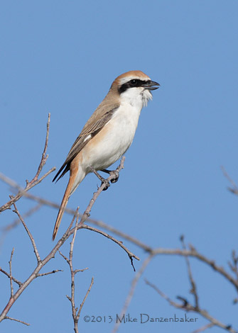 Isabelline Shrike (Lanius isabellinus) photo image
