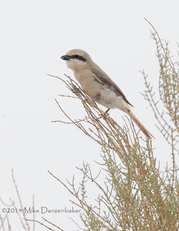 Isabelline Shrike (Lanius isabellinus) photo image