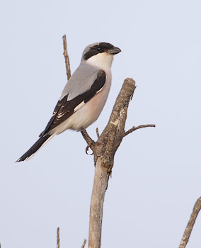 Lesser Grey Shrike (Lanius minor) photo