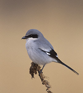 Loggerhead Shrike (Lanius ludovicianus) photo image