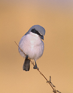 Loggerhead Shrike (Lanius ludovicianus) photo image