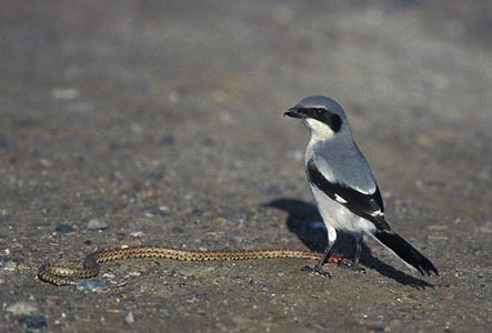 Loggerhead Shrike (Lanius ludovicianus) photo image
