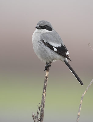 Loggerhead Shrike (Lanius ludovicianus) photo image