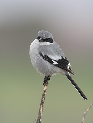 Loggerhead Shrike (Lanius ludovicianus) photo image