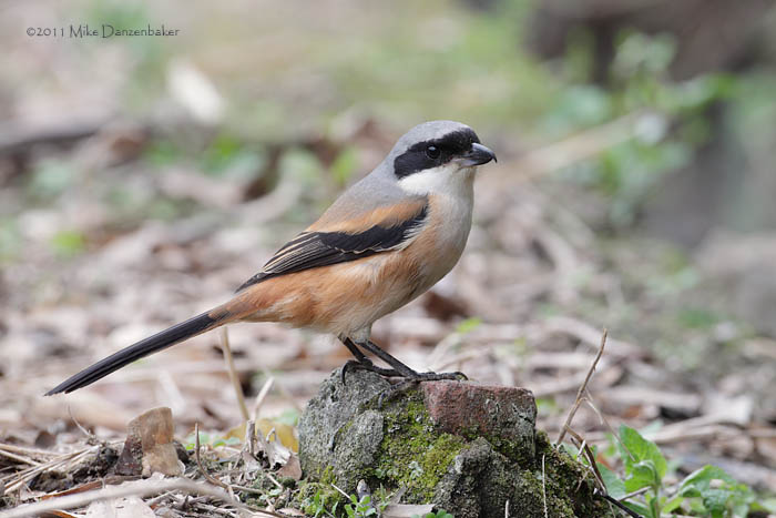 Long-tailed Shrike (Lanius schach) photo image