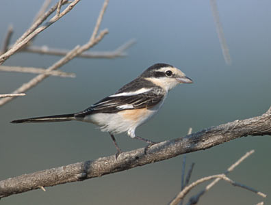 Masked Shrike (Lanius nubicus) photo image