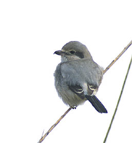 Northern Shrike (Lanius excubitor) photo image
